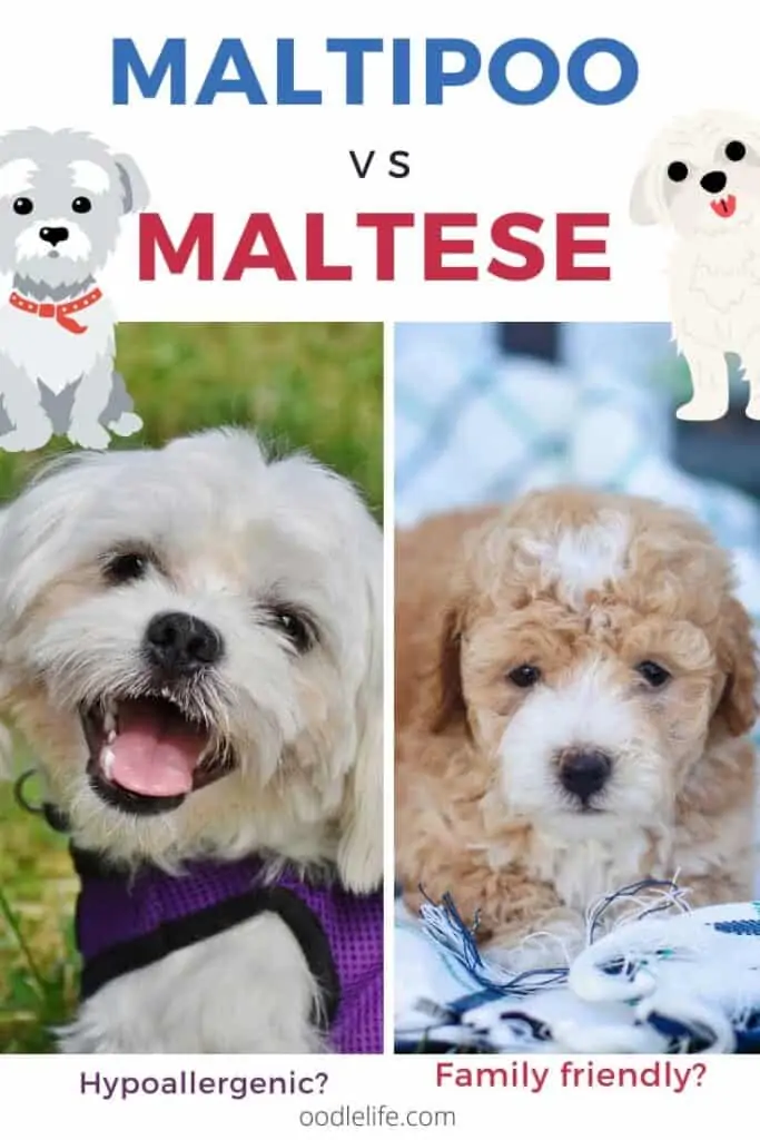 maltese vs maltipoo breed comparison two photos