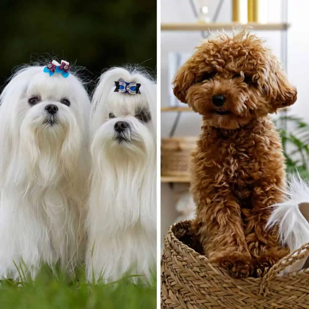 white maltese next to maltipoo