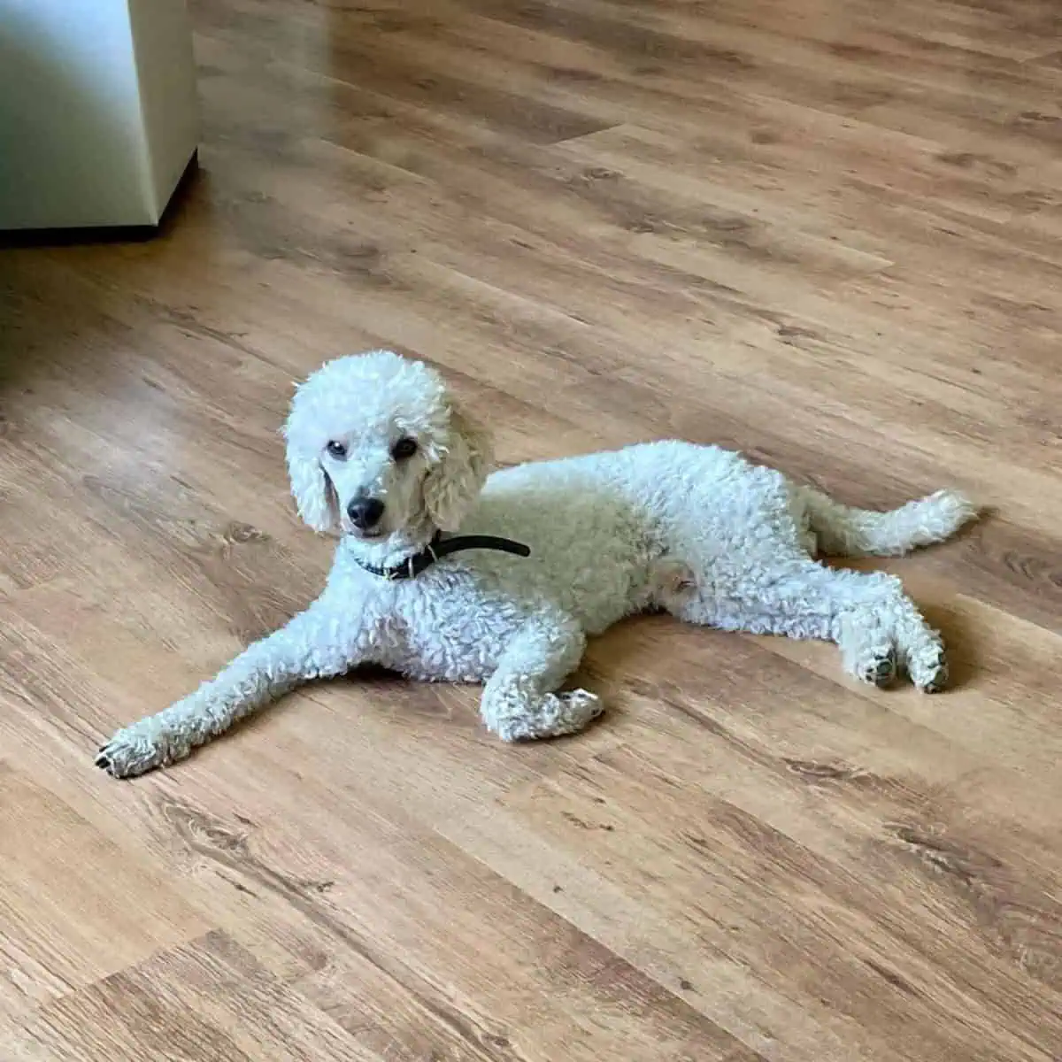 Mini Poodle on the floor