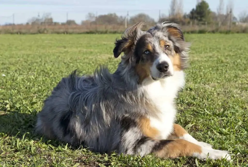 an older Aussie shepherd