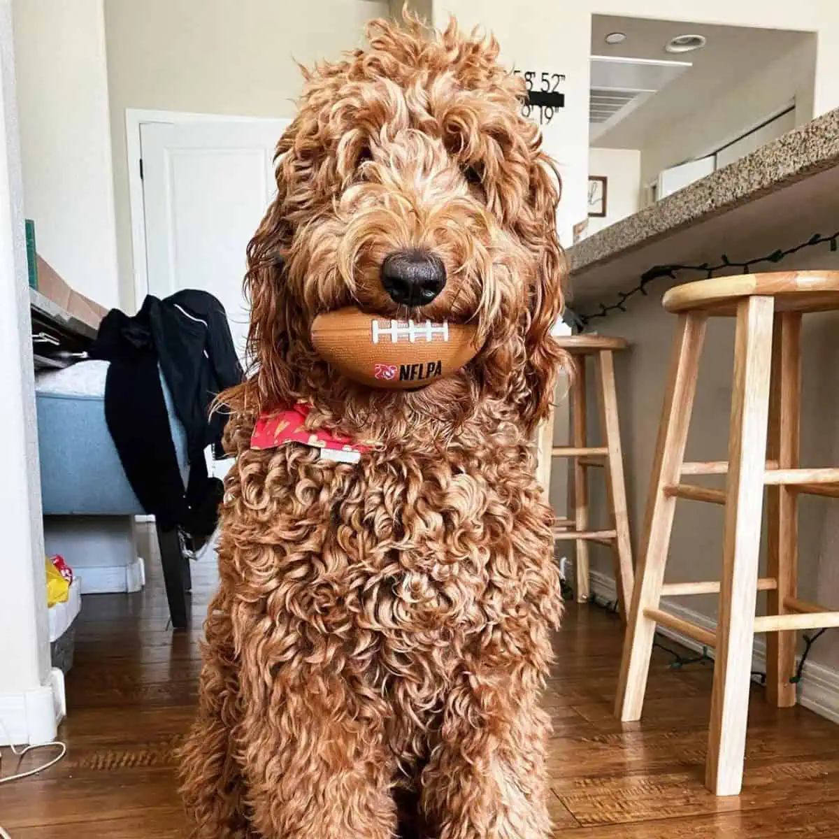 playful Goldendoodle bites football