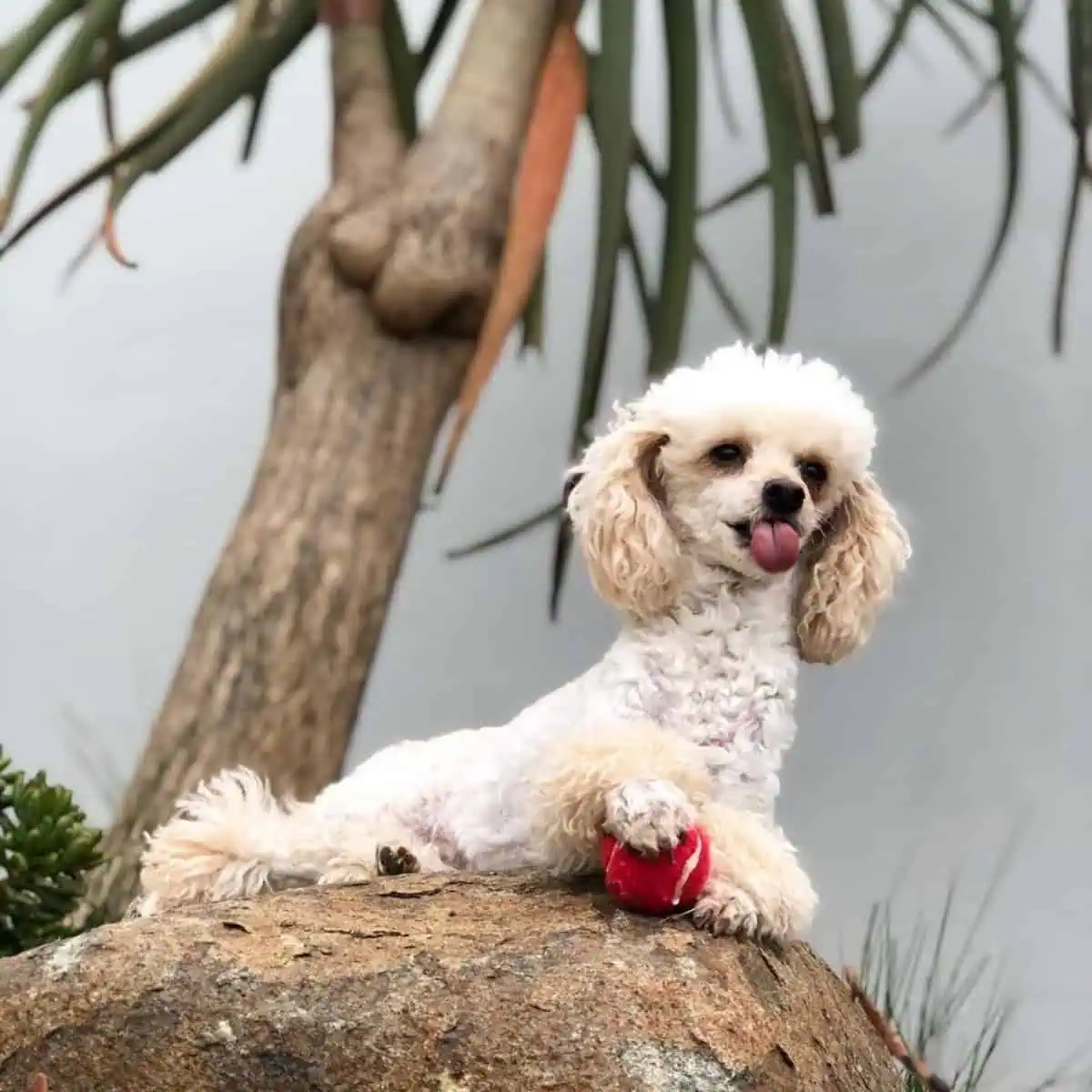 playful Poodle with ball