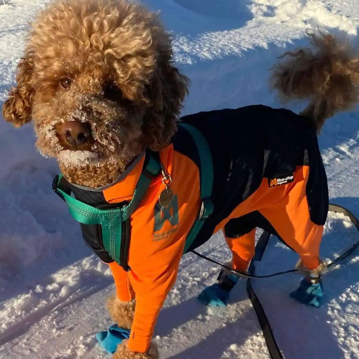 poodle enjoys the snow