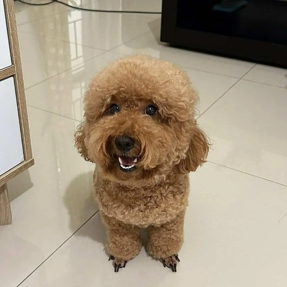 Poodle looking fresh