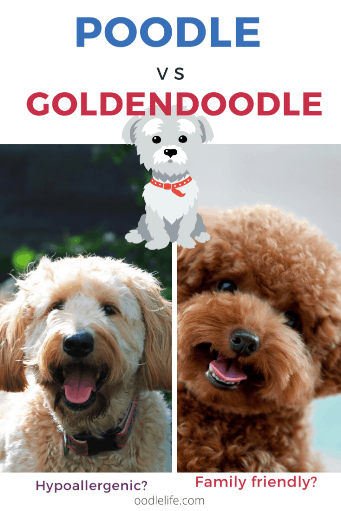 Poodle Vs Goldendoodle Best Breed Comparison Oodle Life
