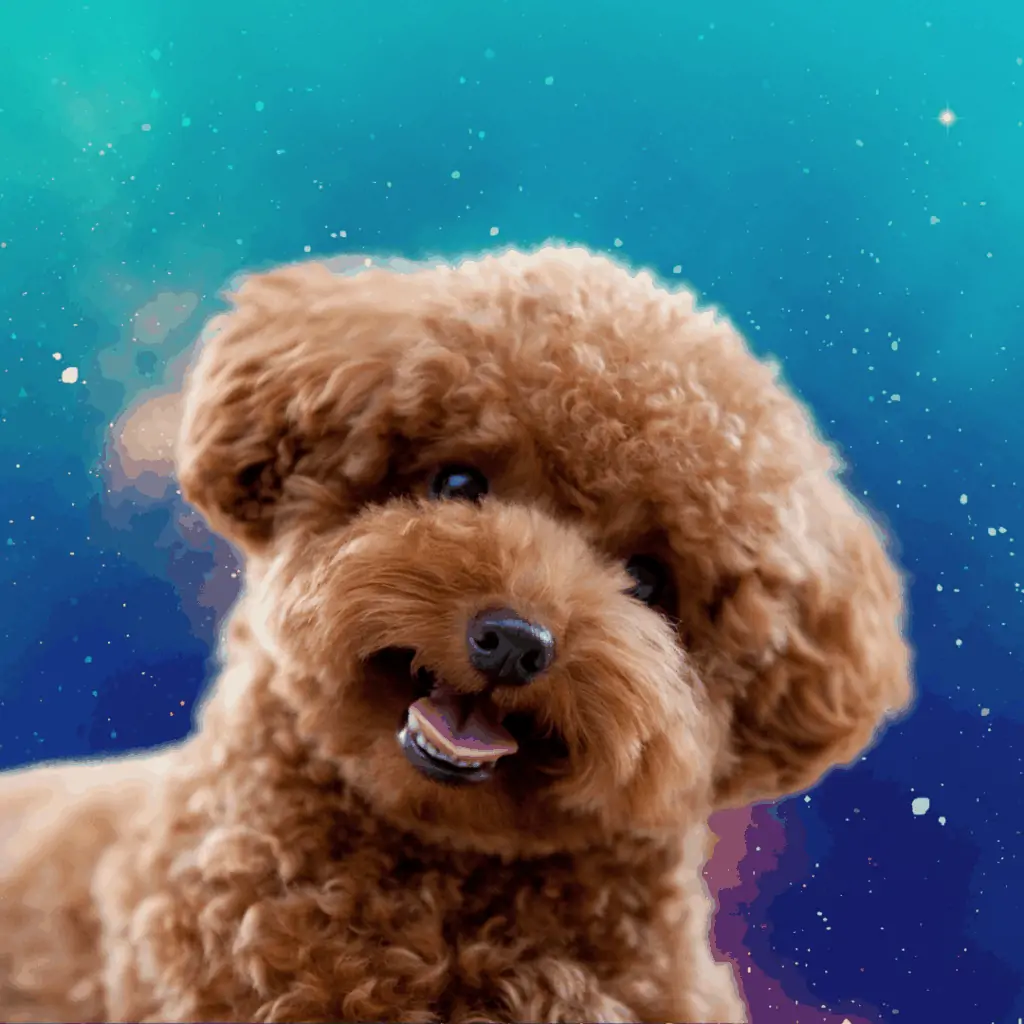 goldendoodle looking cute in the stars