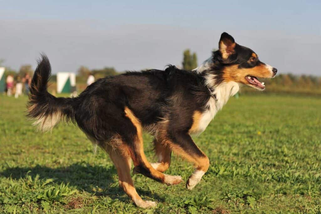 running Australian shepherd