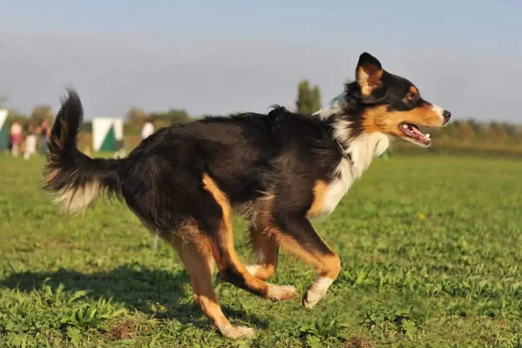 running Australian shepherd