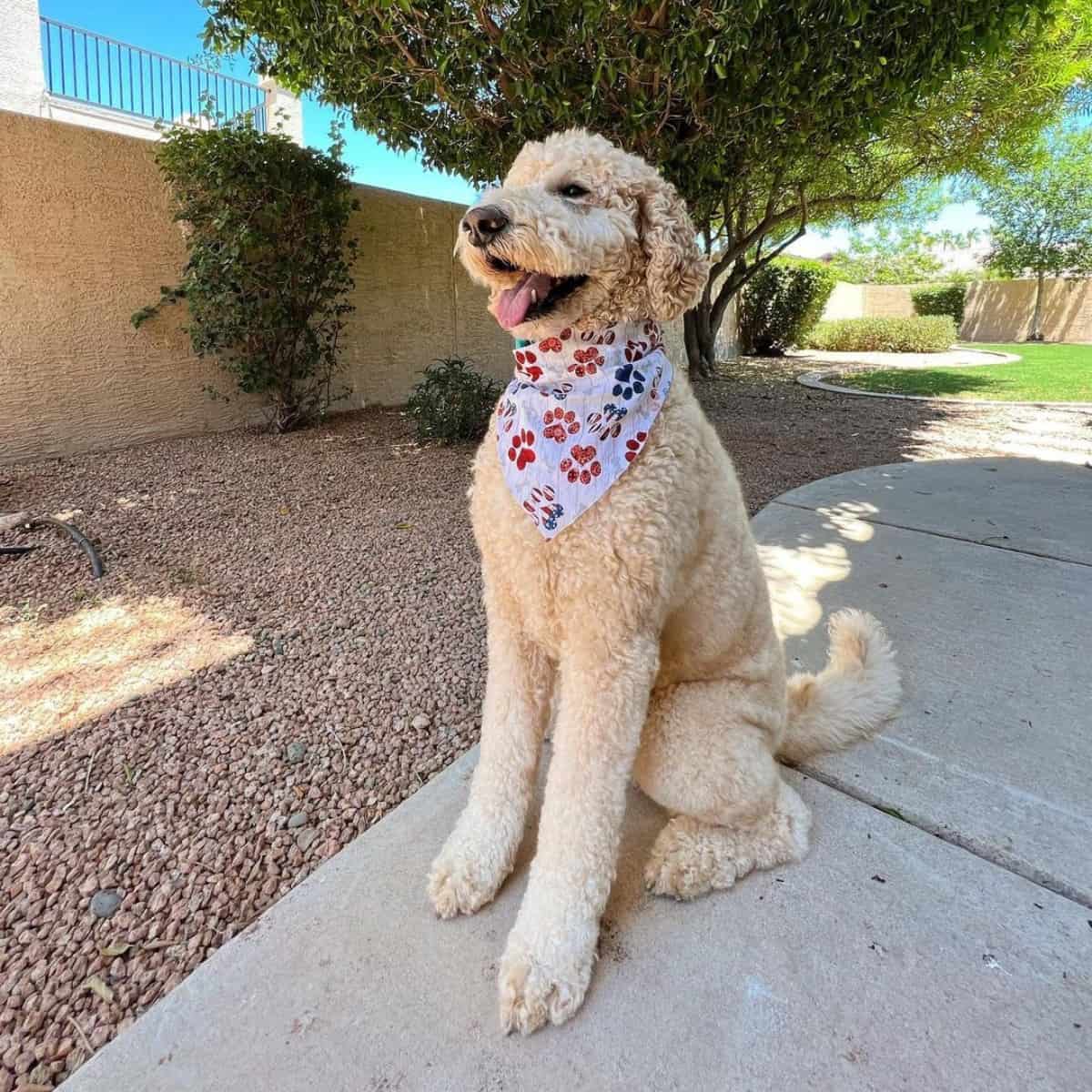 sit and proud goldendodle