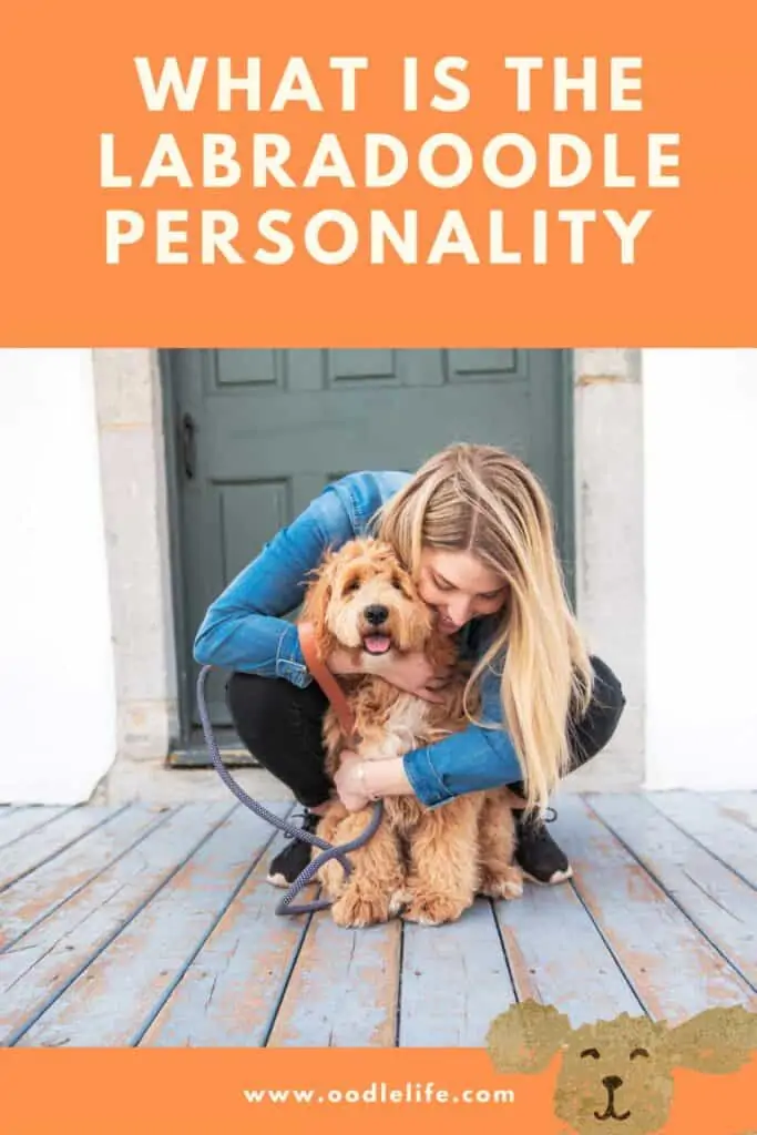 what is the personality of a labradoodle