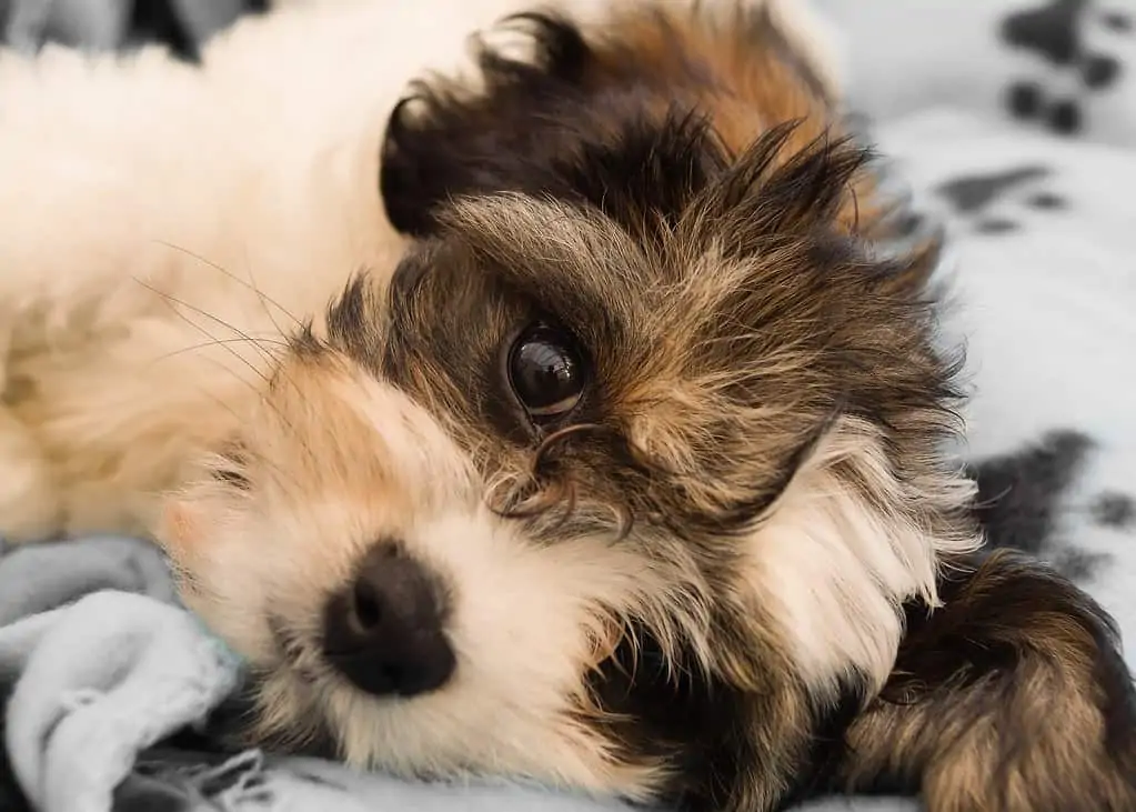 11 week old cavachon puppy sleepily looks through white black and tan markings