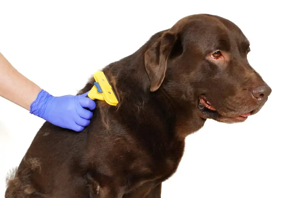 chocolate lab having his coat brushed