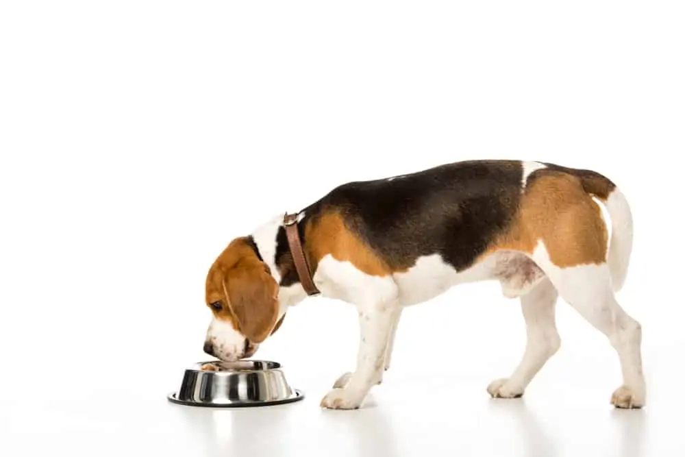 Best Dog Food For Beagles 1