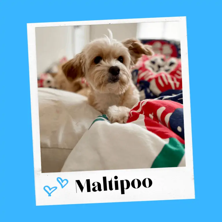 a cute maltipoo sits on a bed