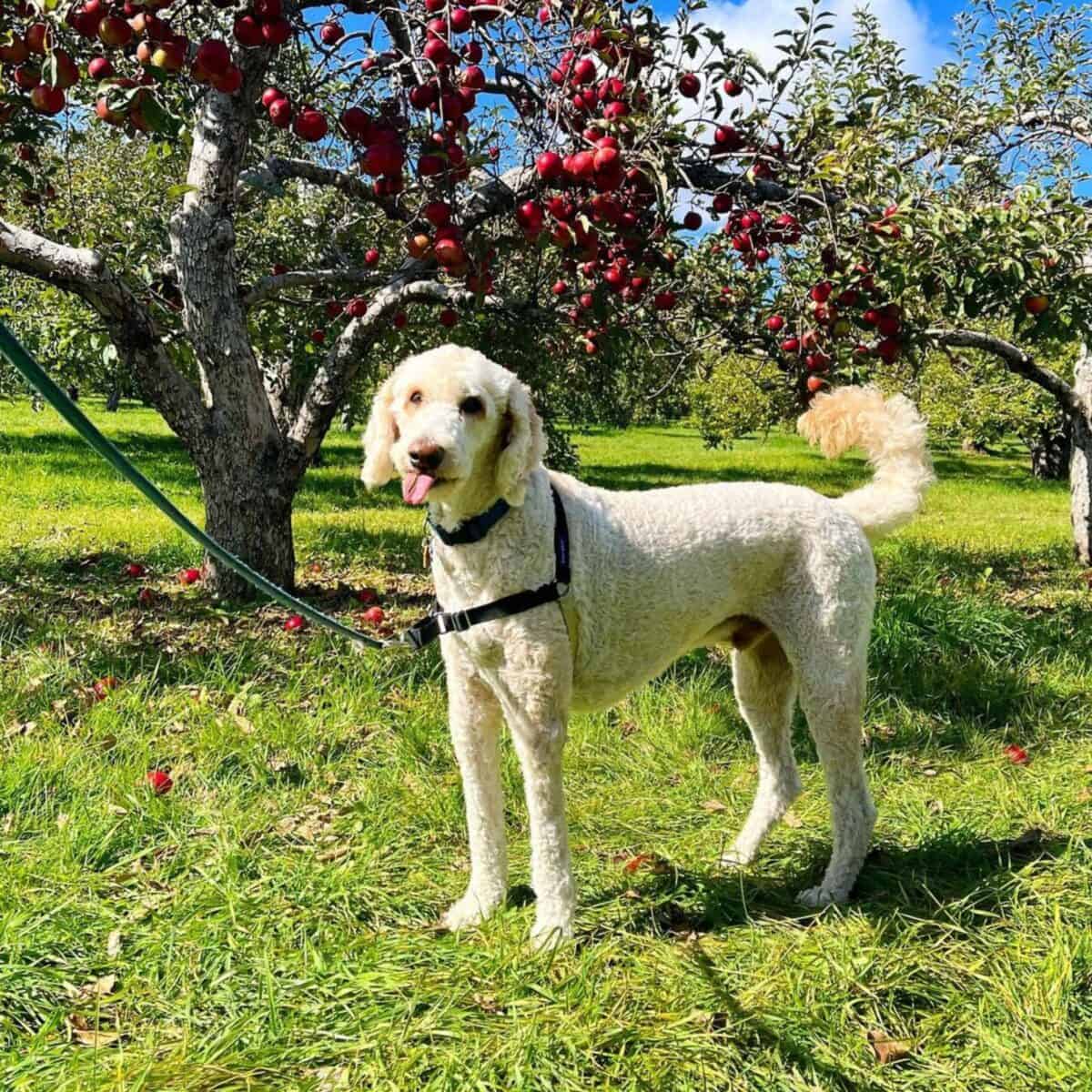 apple picking with Goldendoodle