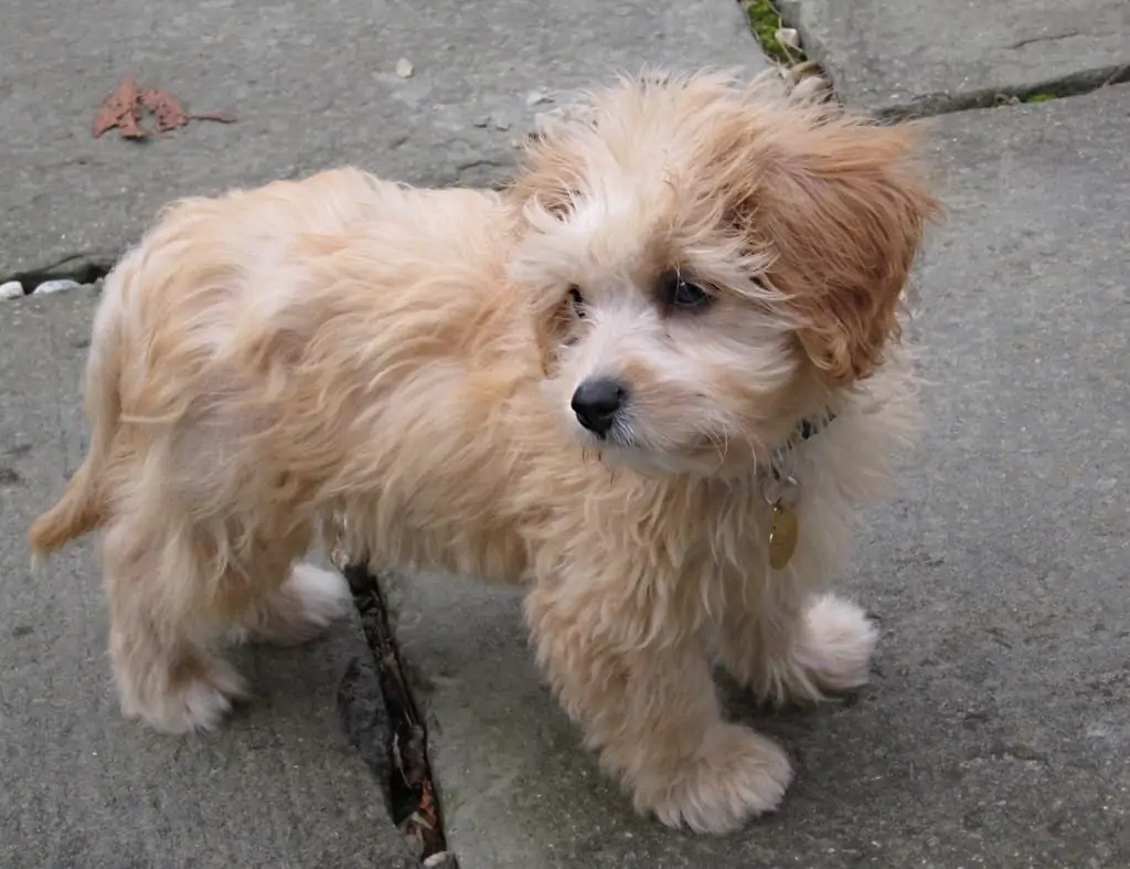 apricot and white Cavachon puppy aged 14 months