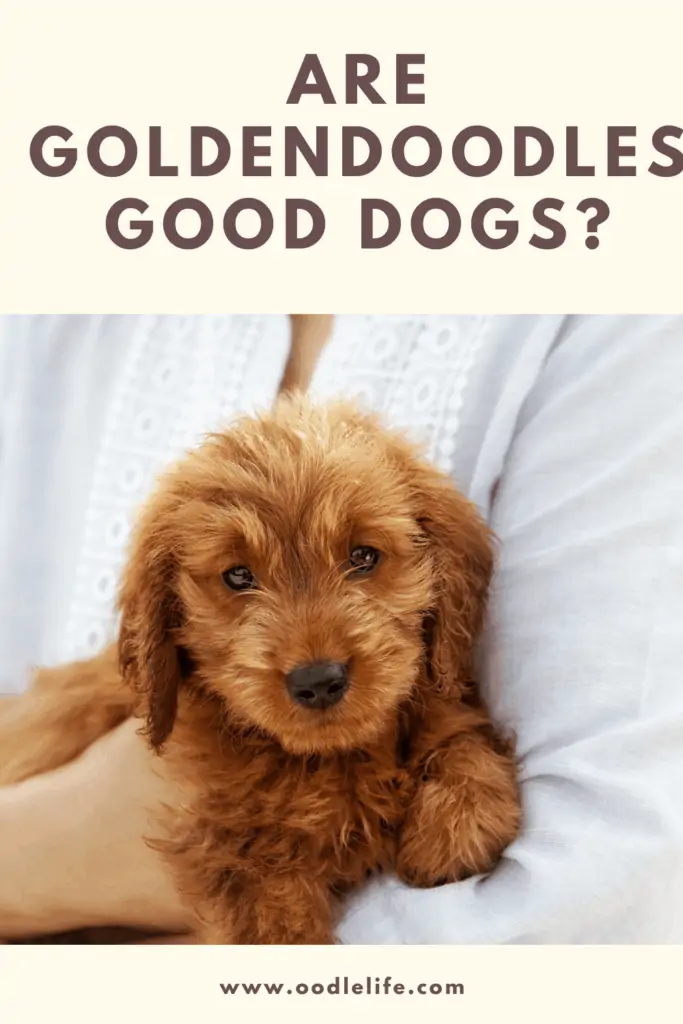 are goldendoodles good dogs