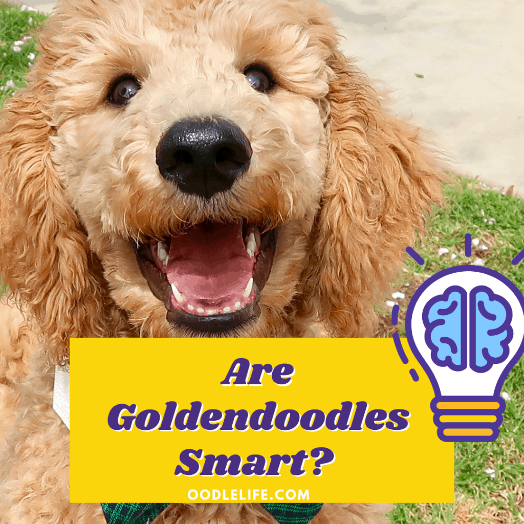are Goldendoodles smart