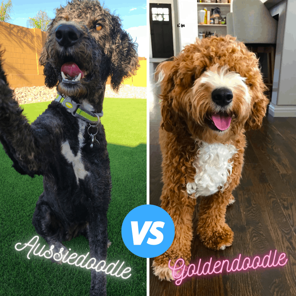 Goldendoodle Vs Aussiedoodle Breed Comparison (with Photos) Oodle Life