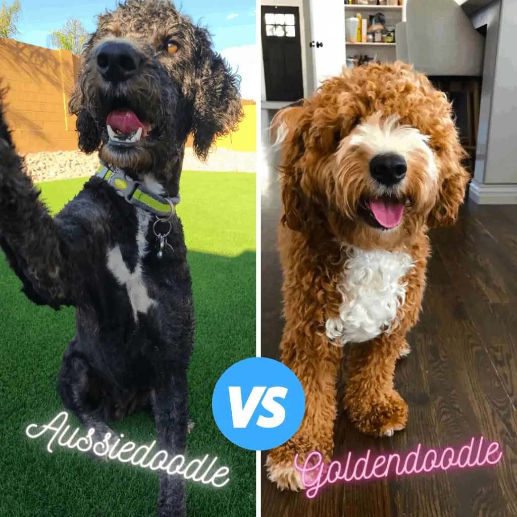 poodle cross aussiedoodle and goldendoodle