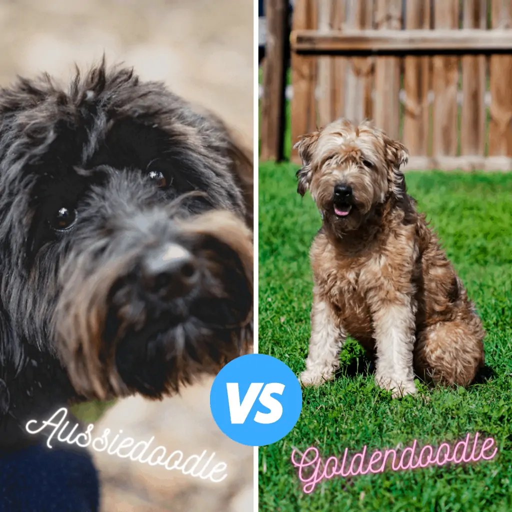 size comparison of aussiedoodle vs goldendoodle
