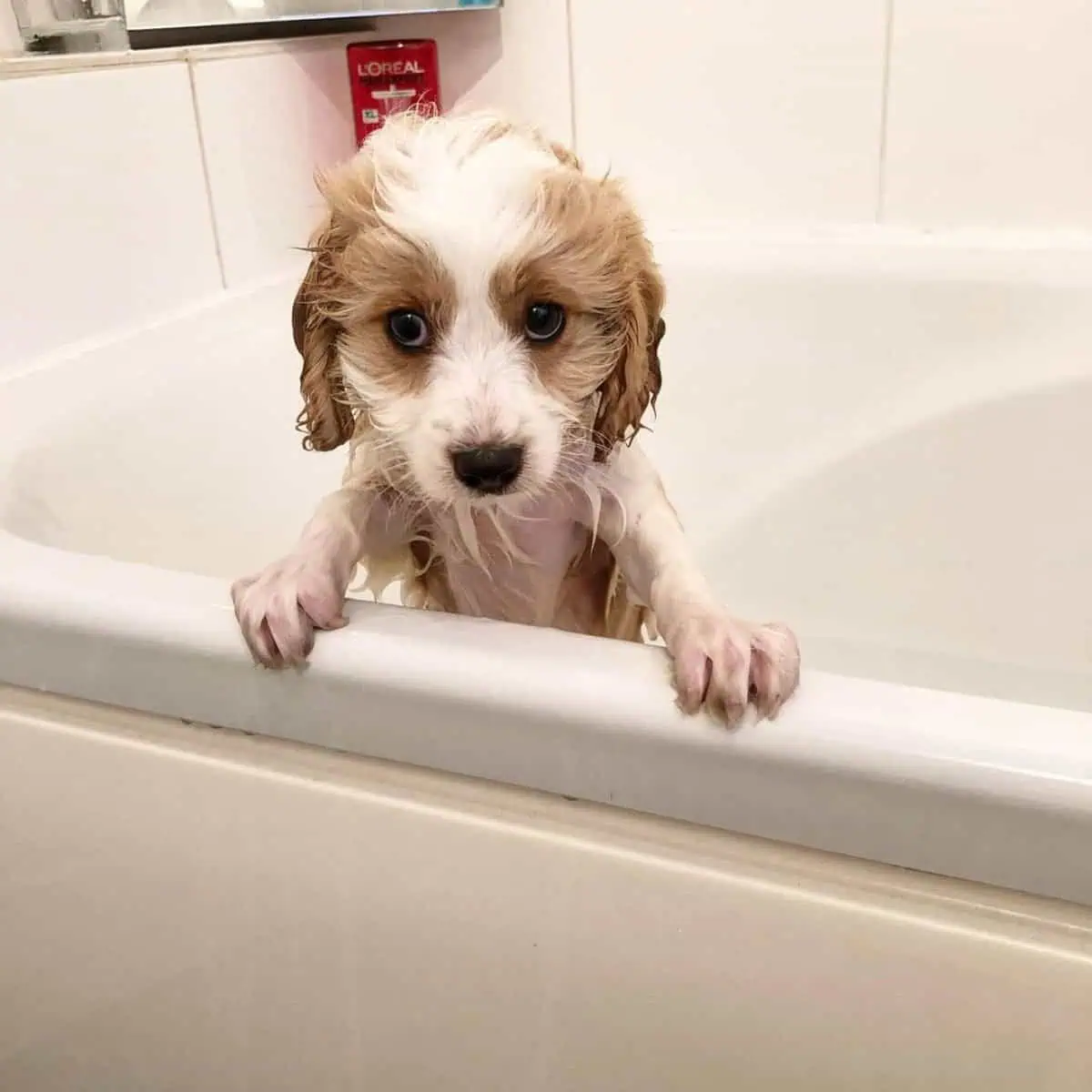 bathing Cavapoo puppy