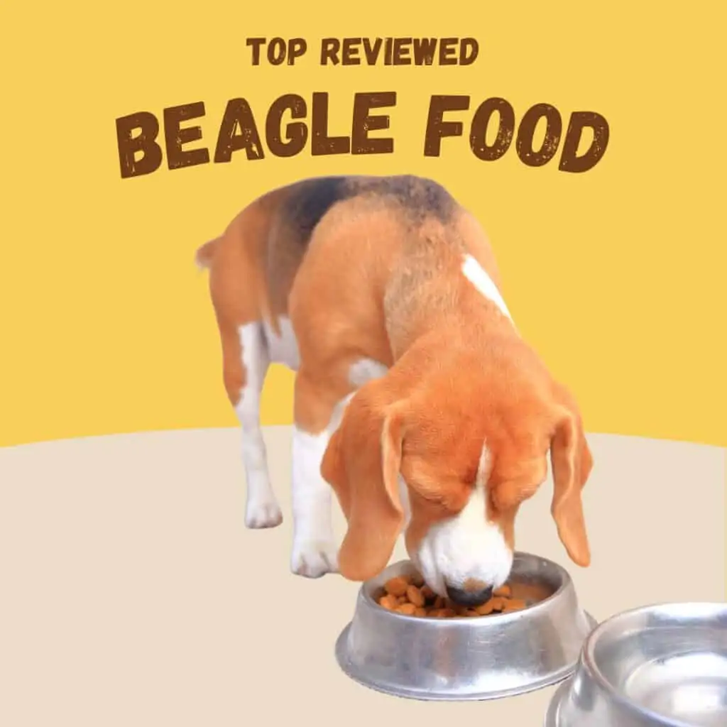beagle eating food from a bowl