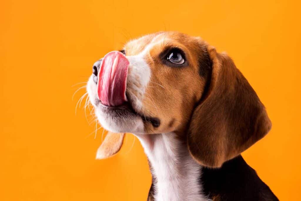 beagle licking lips on orange background d