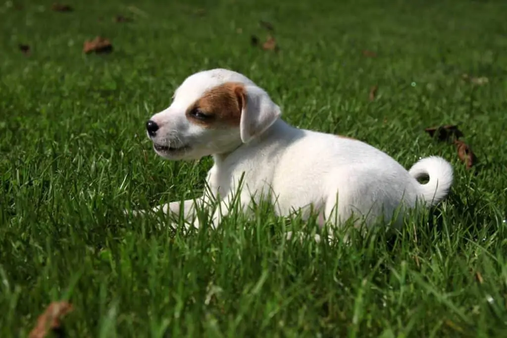 beagle puppy sitting on the grass