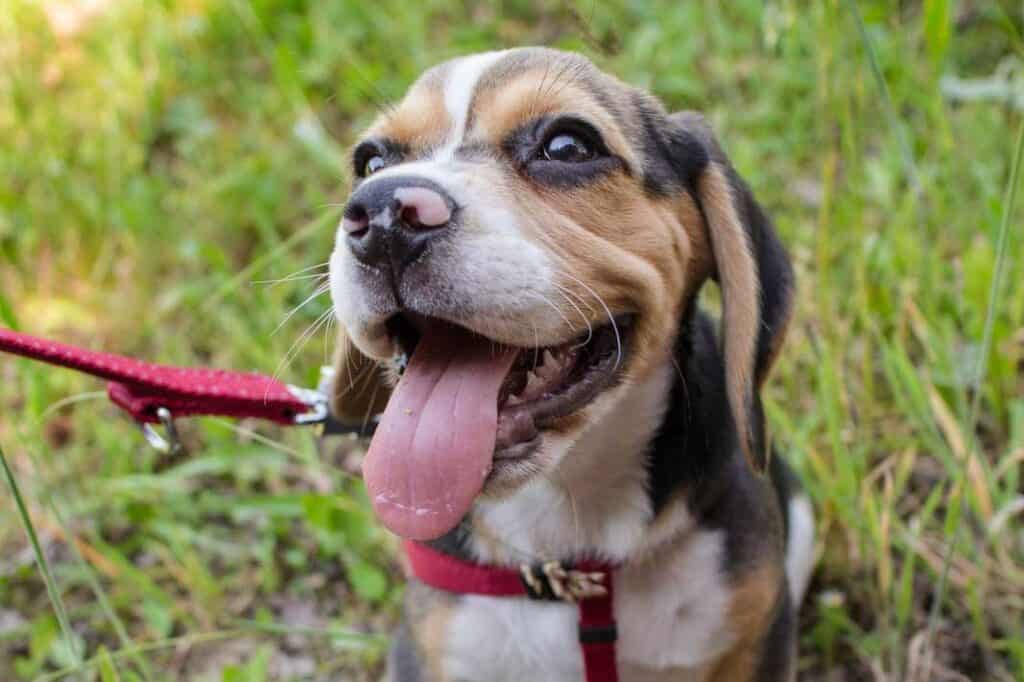 beagle dog smiling outdoors