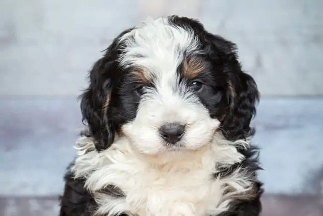 bernedoodle puppy