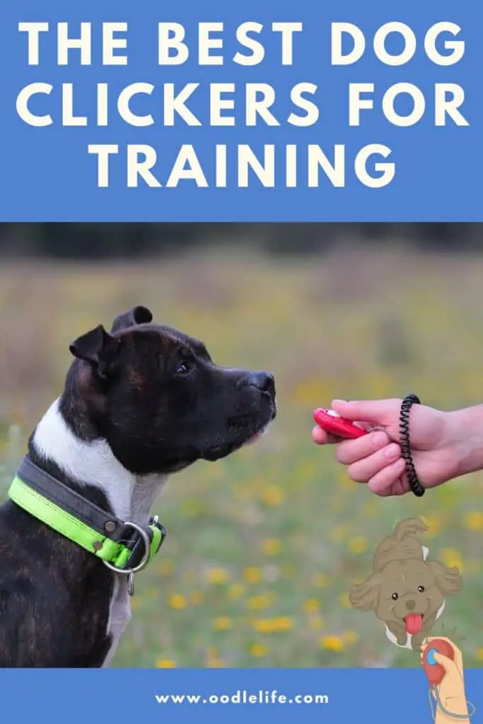 best dog clicker for training photo of dog being trained