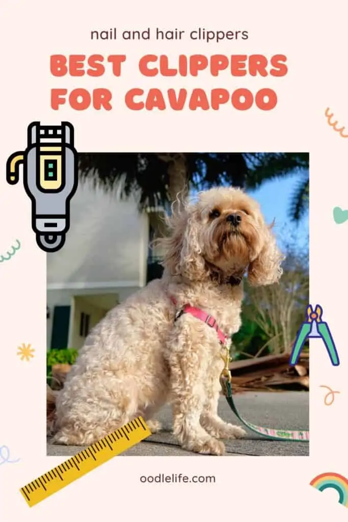 best clippers for cavapoo