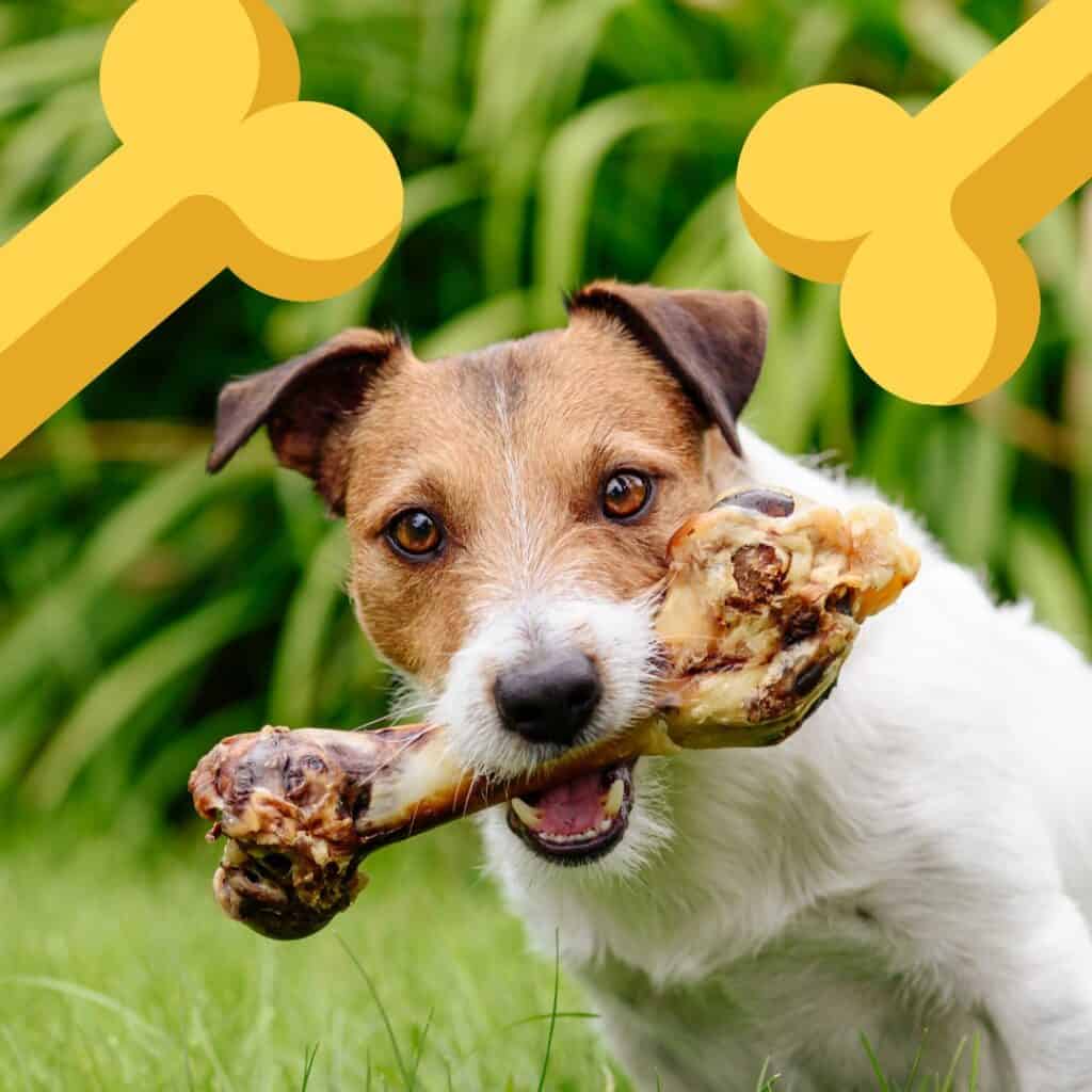 a jack Russel enjoying one of the best dog bones