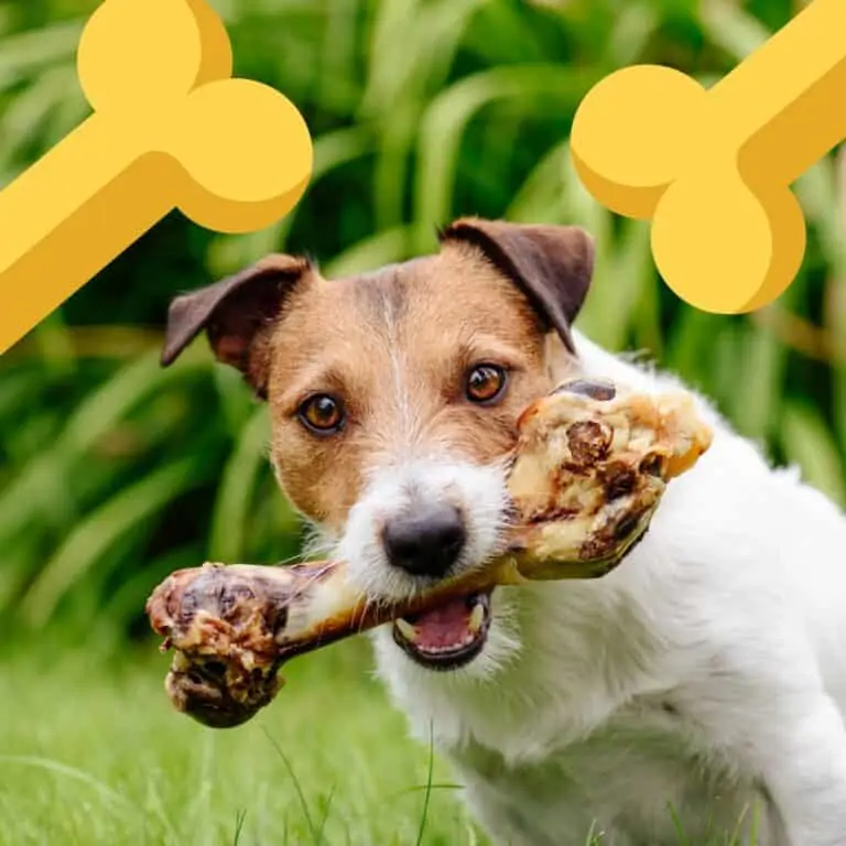 5 Best Dog Bones for Aggressive Chewers