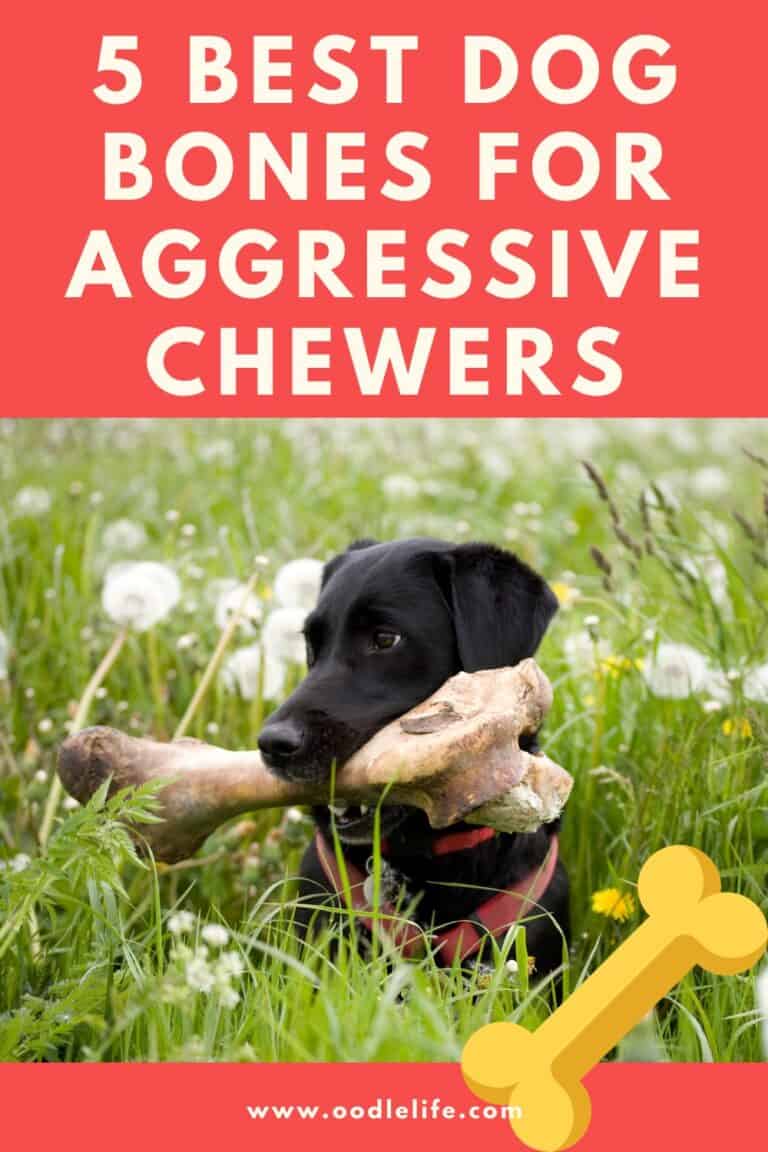 5 Best Dog Bones For Aggressive Chewers Oodle Life
