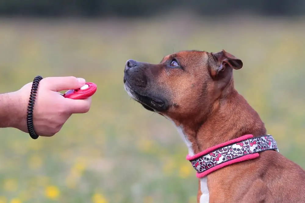 best dog clicker