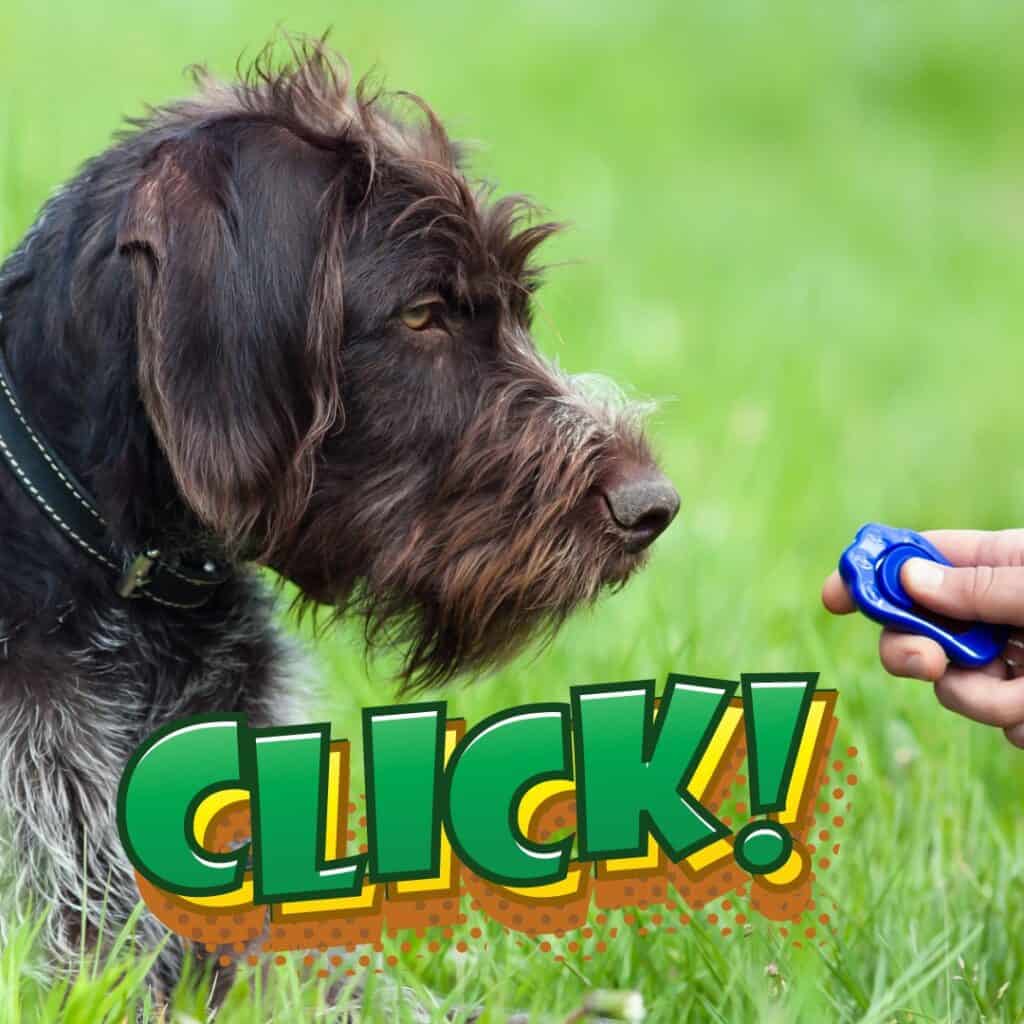 a dog looks up close at a training clicker