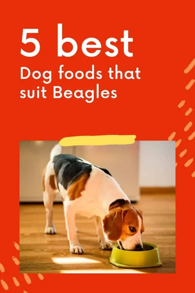 best dog food for beagles 5 best Pinterest infographic