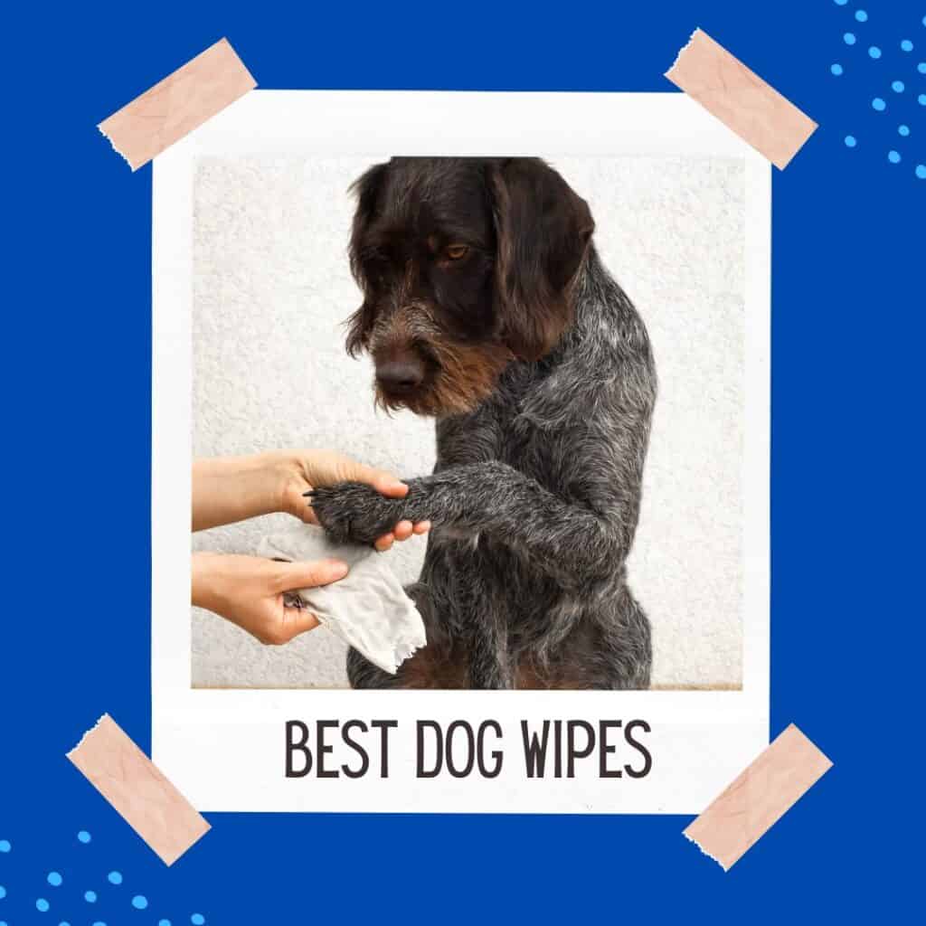 Best Dog Wipes Oodle Life