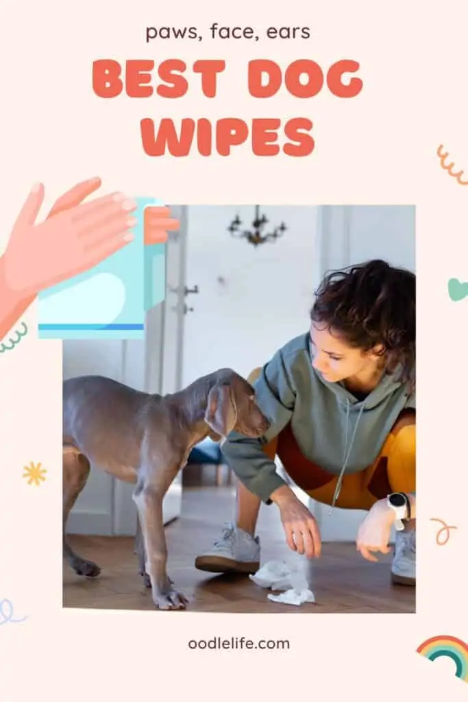 info on picking the best dog wipes feature photo is a woman crouching near a dog and some wipes on the floor