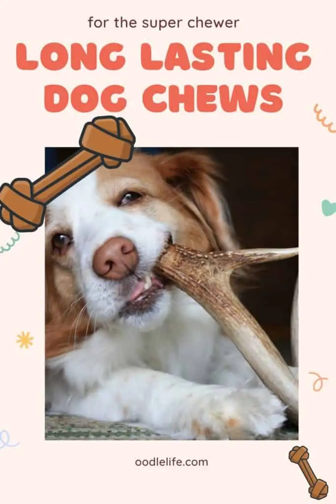 best long lasting dog chews pin with a dog chewing an antler
