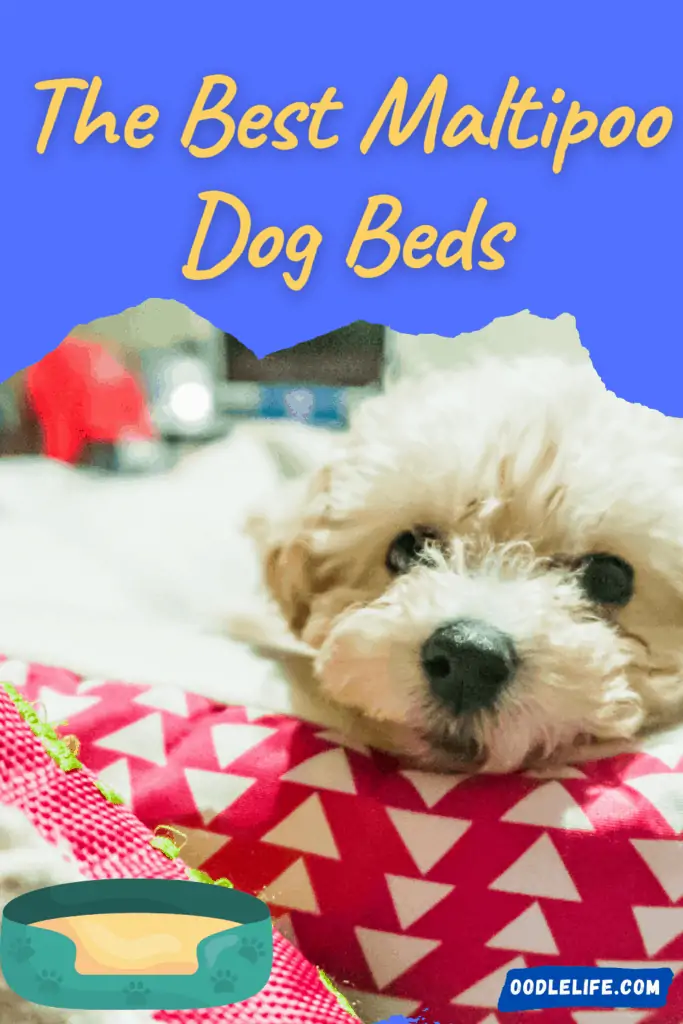 best maltipoo dog beds