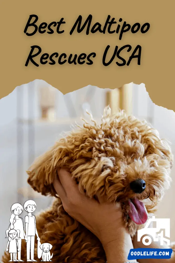 best maltipoo rescues usa