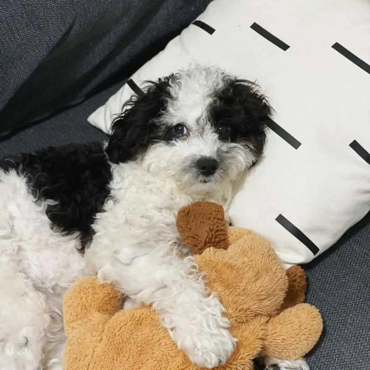 black and white Cavapoo
