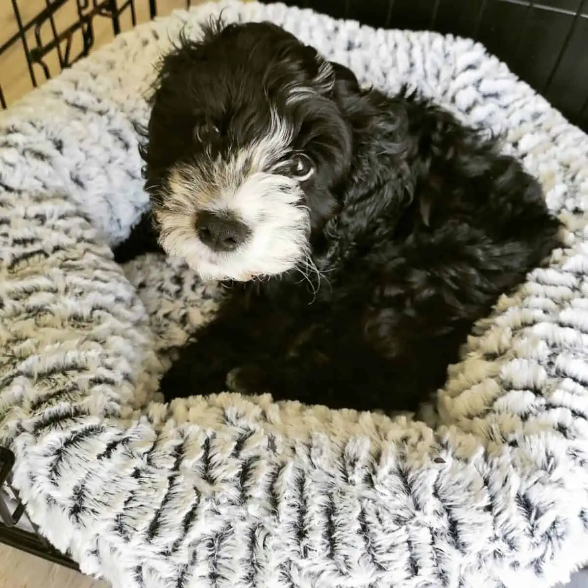 black Cockapoo puppy in crate