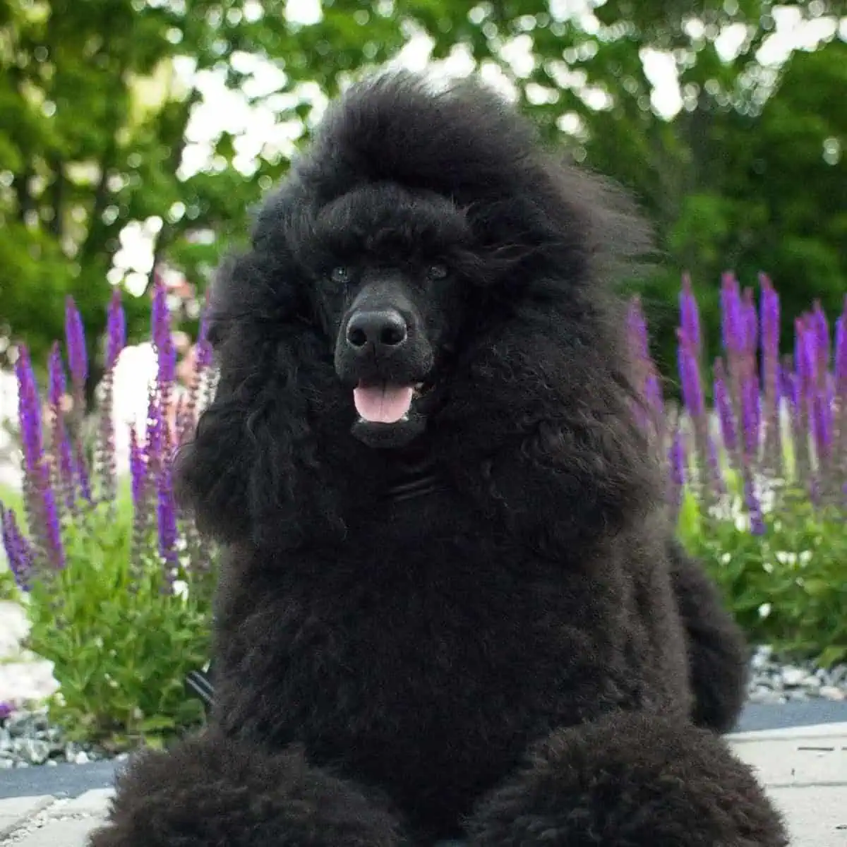 black Poodle waits treat