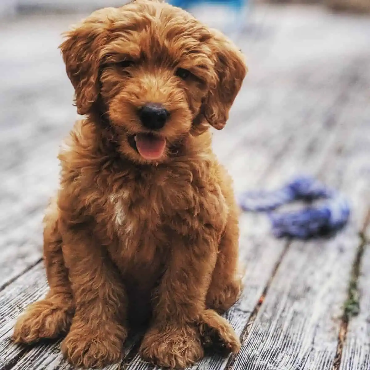 calm Goldendoodle pose for a photo