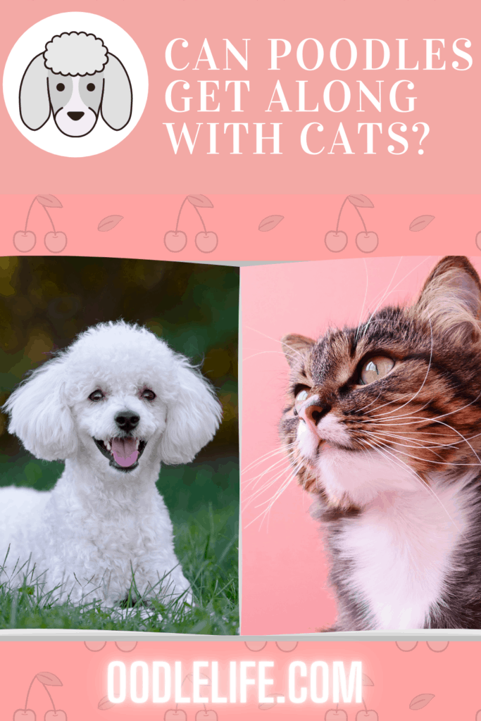 How Well Do Poodles Get Along With Cats