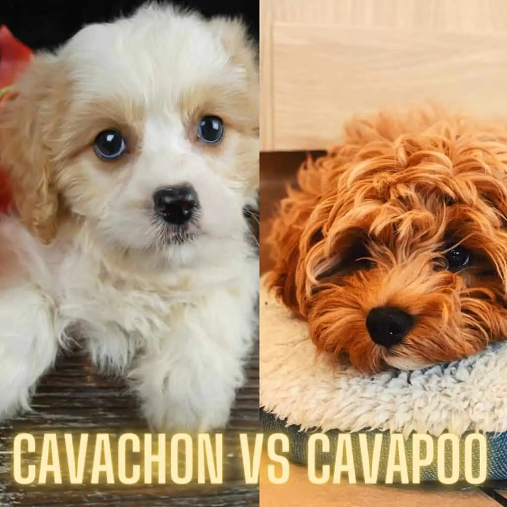 cavachon vs cavapoo photos side by side